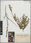 Foto von Salix repens L.
